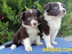 Satılık Border Collie Yavruları 3