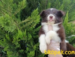 Satılık Border Collie Yavruları 1