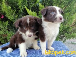 Satılık Border Collie Yavruları 5