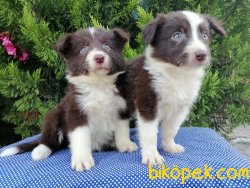 Satılık Border Collie Yavruları 2