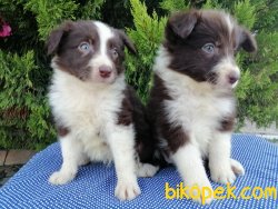 Satılık Border Collie Yavruları 4