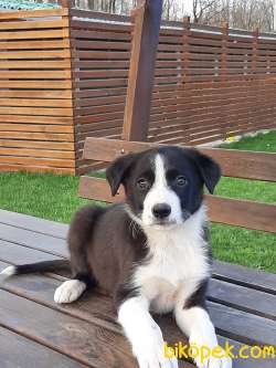 Satilik Border Collie Yavrulari 1