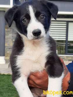 Satilik Border Collie Yavrulari 3