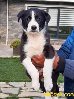 Satilik Border Collie Yavrulari 5