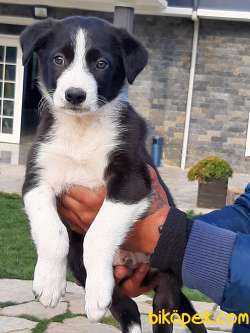 Satilik Border Collie Yavrulari 4