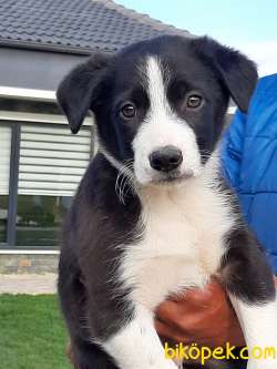 Satilik Border Collie Yavrulari 2