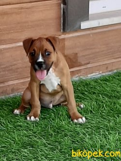 Satılık Kıng Boxer Yavruları 2