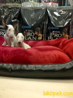 SATILIK BULL TERRIER YAVRULARIMIZ 2