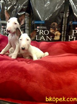 SATILIK BULL TERRIER YAVRULARIMIZ 4