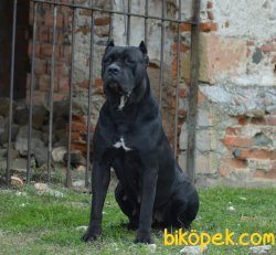 Satilik Cane Corsa Yavruları 2