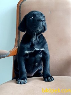 Satilik Cane Corsa Yavruları 4
