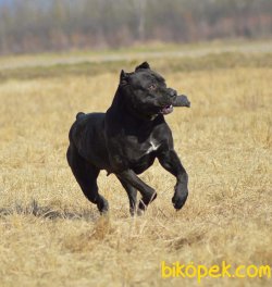 Satilik Cane Corsa Yavruları 3