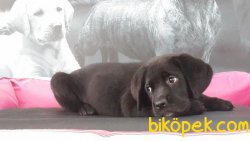 SATİLİK CANE CORSA YAVRULARI 2