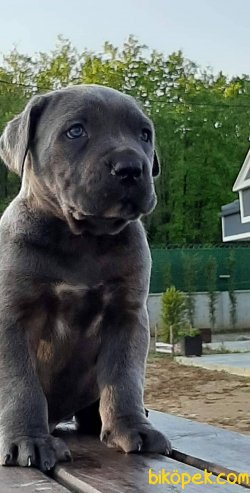 Satilik Cane Corsa Yavruları 5