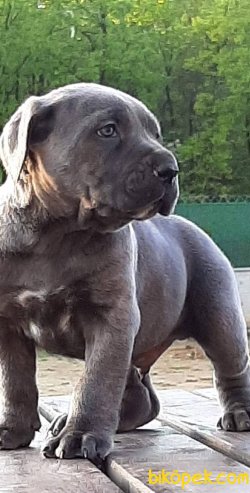 Satilik Cane Corsa Yavruları 4