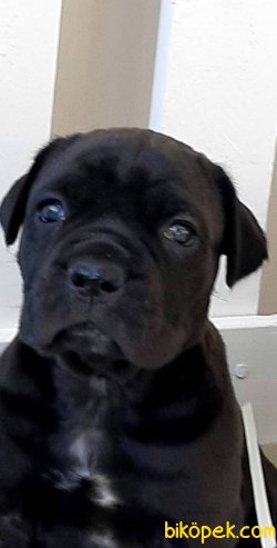 Satilik Cane Corsa Yavruları 1