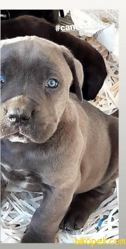 Satilik Cane Corsa Yavruları 2