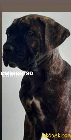 Satilik Cane Corsa Yavruları 3