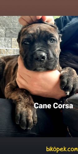 Satilik Cane Corsa Yavruları 2