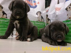 Satılık Cane Corsa Yavruları 4