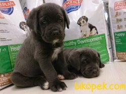 Satılık Cane Corsa Yavruları 5