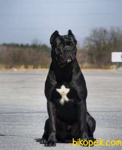 Satilik Cane Corsa Yavruları Istanbul 2