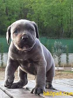 MUKEMMEL Satilik Cane Corsa Yavruları Istanbul 1