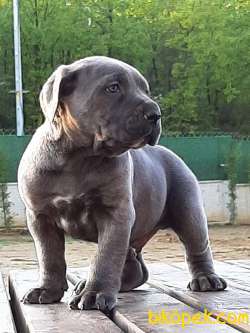 MUKEMMEL Satilik Cane Corsa Yavruları Istanbul 2