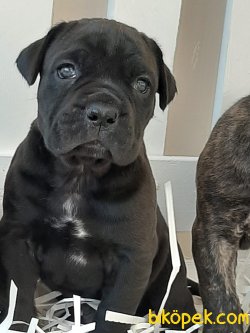 SATILIK CANE CORSA YAVRULARIMIZ 3