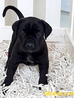 SATILIK CANE CORSA YAVRULARIMIZ 1