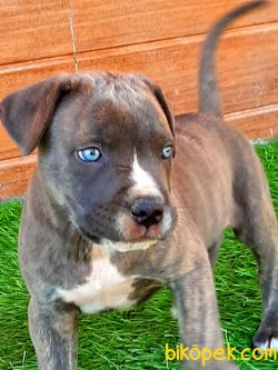 SATİLİK CANE CORSA YAVRULARIMIZ 1