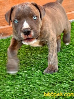SATİLİK CANE CORSA YAVRULARIMIZ 4