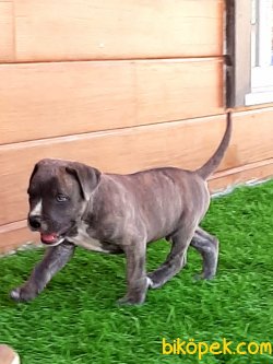SATİLİK CANE CORSA YAVRULARIMIZ 2