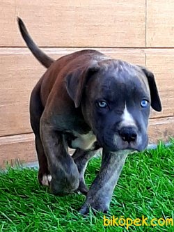 SATİLİK CANE CORSA YAVRULARIMIZ 3