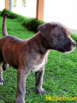 SATİLİK CANE CORSA YAVRULARIMIZ 5