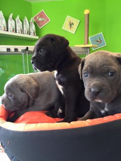 Satılık Cane Corso Yavrular 3