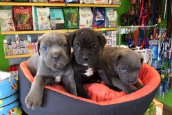 Satılık Cane Corso Yavrular 2
