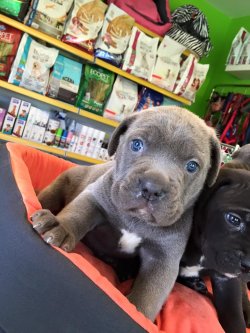 Satılık Cane Corso Yavrular 1