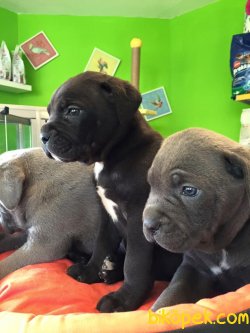 Satılık Cane Corso Yavruları 2