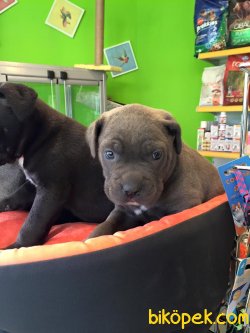 Satılık Cane Corso Yavruları 3