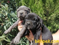Satılık Cane Corso Yavruları 1