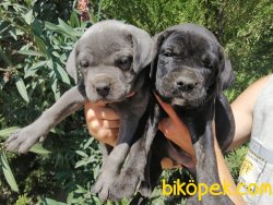 Satılık Cane Corso Yavruları 4