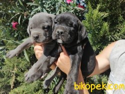 Satılık Cane Corso Yavruları 2