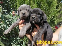 Satılık Cane Corso Yavruları 3