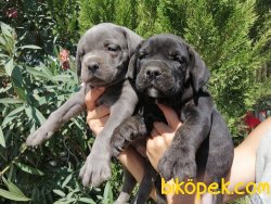 Satılık Cane Corso Yavruları 5