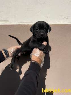 SATILIK CANE CORSO YAVRULARI 3