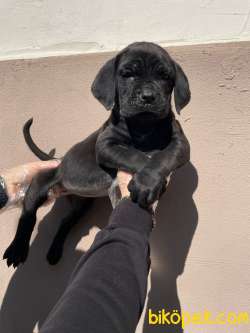 SATILIK CANE CORSO YAVRULARI