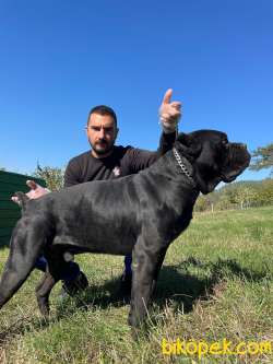 SATILIK CANE CORSO YAVRULARI 5