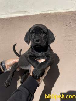 SATILIK CANE CORSO YAVRULARI 4