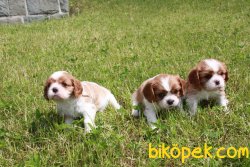 Satılık Cavalier Charles Yavruları 5